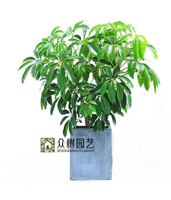 大葉傘
