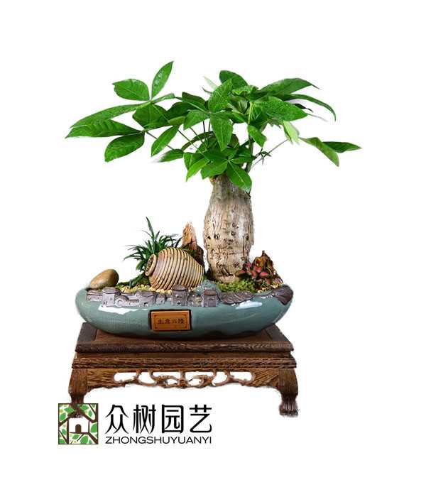 發(fā)財樹盆景