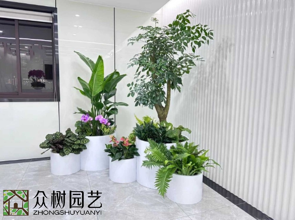 蘇州綠植租賃大揭秘！超詳細(xì)報(bào)價(jià)單，讓你的辦公室綠意盎然又省錢！