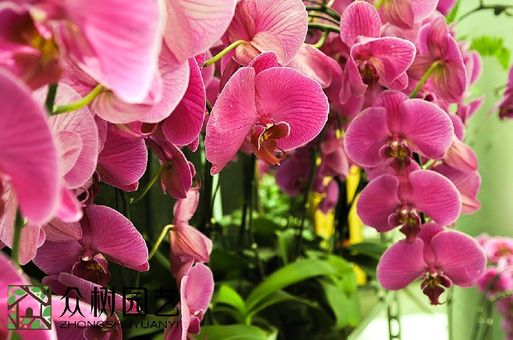 揭秘花卉市場價(jià)格：蘇州花卉綠植租擺多少錢？