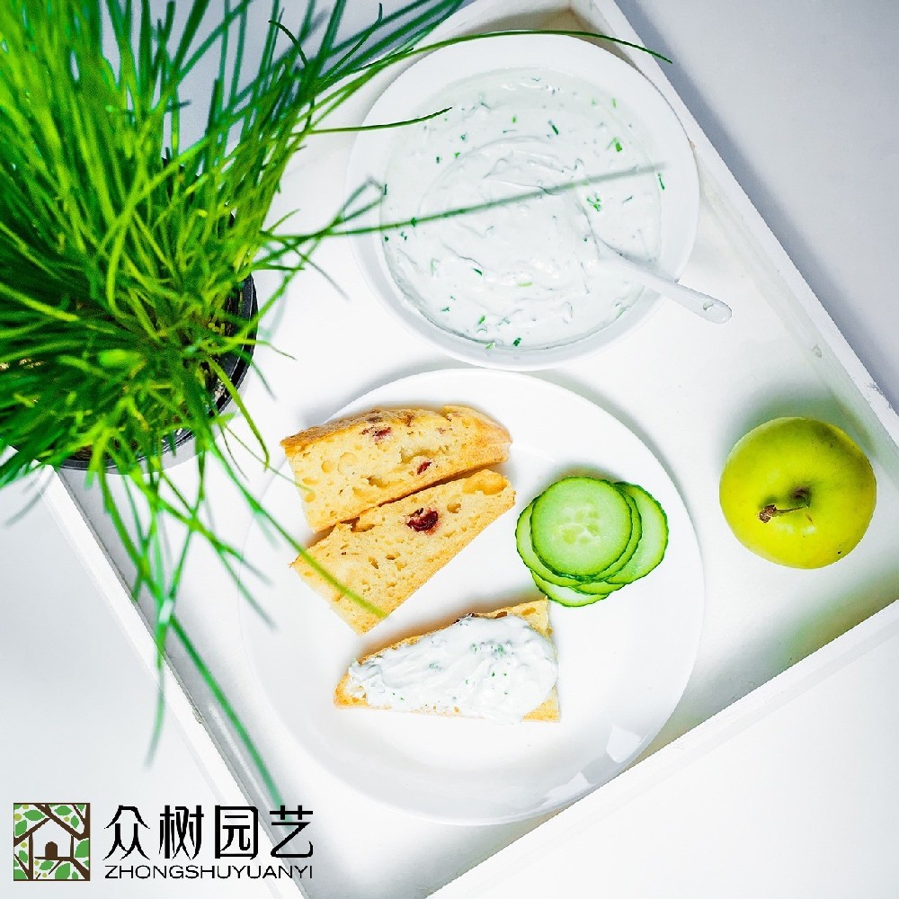 蘇州學校綠植租擺多少錢？全面解析綠色校園背后的投資